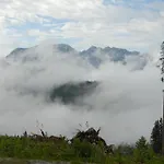 Alpen Arnika Tauplitzalm