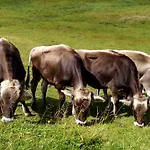 Alpen Arnika Tauplitzalm