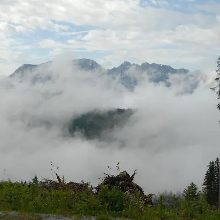 Alpen Arnika Tauplitzalm
