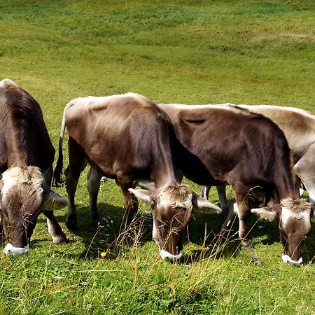 Alpen Arnika Tauplitzalm