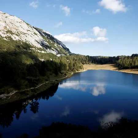 Alpen Arnika
