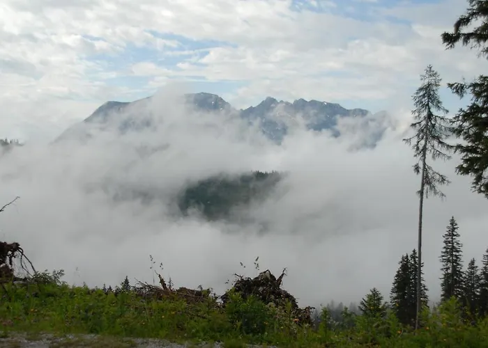 Alpen Arnika Tauplitzalm