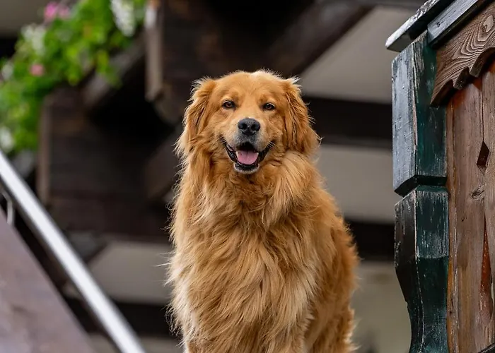 Alpen Arnika فندق 3*