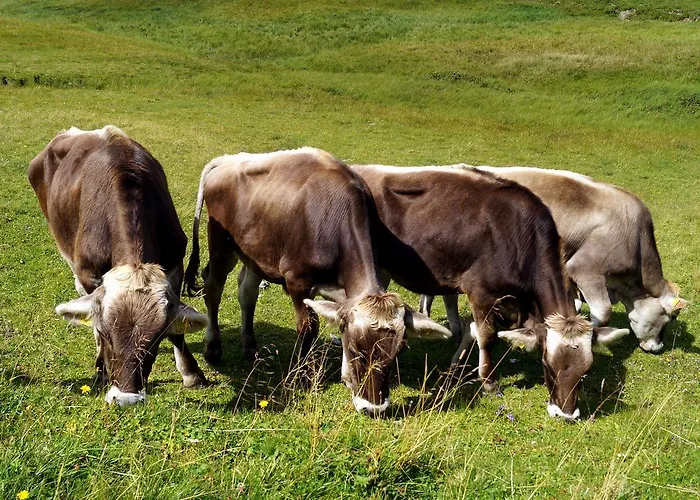 Alpen Arnika Tauplitzalm